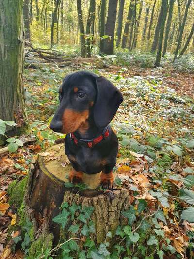 Dogorama Photo Challenge - Gassipause-Beitrag-Bild