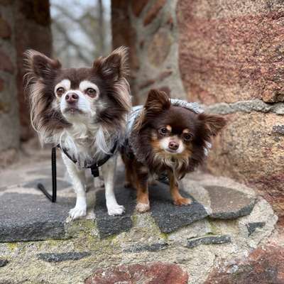Hundetreffen-Gemeinsame Gassirunden-Bild