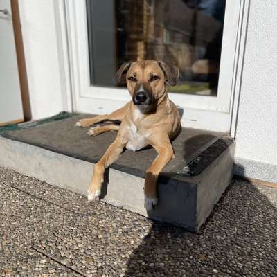 Hundetreffen-Spielen und Gassi gehen-Bild