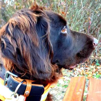 Hundetreffen-Gassirunde/ Training/ Hundekontakte-Bild