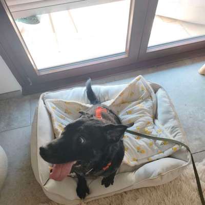 Tierschutzhunde suchen ein Zuhause-Beitrag-Bild