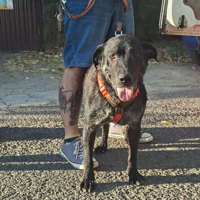 Tierschutzhunde suchen ein Zuhause-Beitrag-Bild