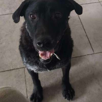 Tierschutzhunde suchen ein Zuhause-Beitrag-Bild