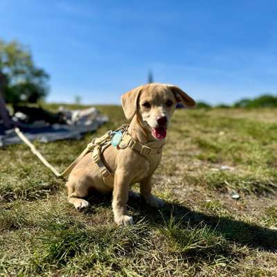 Hundetreffen-Playdate for puppies or small dogs around Kreuzkölln-Bild