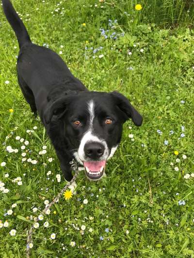 Die Dogorama Monats Challenge "Es grünt und blüht"-Beitrag-Bild