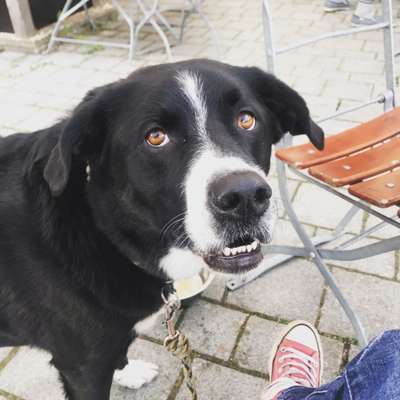 Umfrage zur relativen Schnauzenlänge-Beitrag-Bild