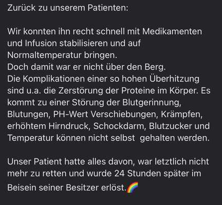 Brachycephale Hunderassen-Beitrag-Bild