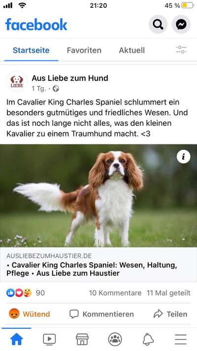 Bilder von Qualzuchten-Beitrag-Bild