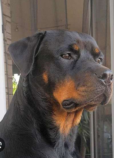 Qualzucht - Warum Aufklärung alleine nicht reicht-Beitrag-Bild