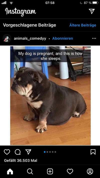 Brachycephale Hunderassen-Beitrag-Bild