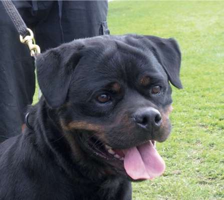 Qualzucht - Warum Aufklärung alleine nicht reicht-Beitrag-Bild