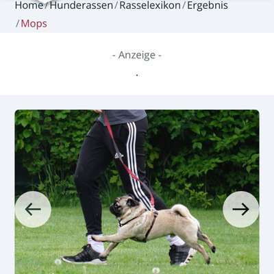 Qualzucht - Warum Aufklärung alleine nicht reicht-Beitrag-Bild