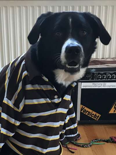 Die Dogorama Wochen Challenge-Beitrag-Bild