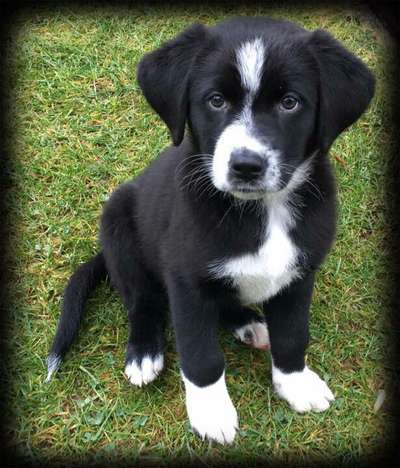 Ohrenlotterie bei Mischlingen-Beitrag-Bild