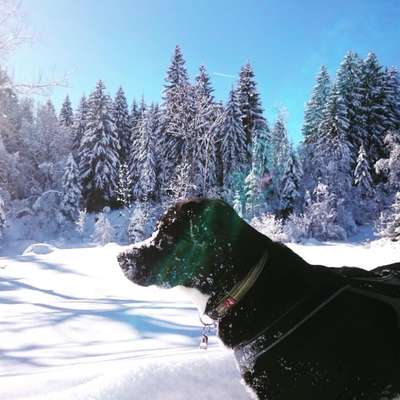 Die Dogorama Kalender Challenge Titelbild-Beitrag-Bild