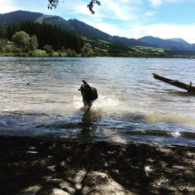 Die Dogorama Kalender Challenge 4/4-Beitrag-Bild