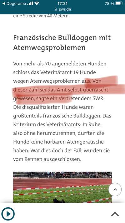 Brachycephale Hunderassen-Beitrag-Bild