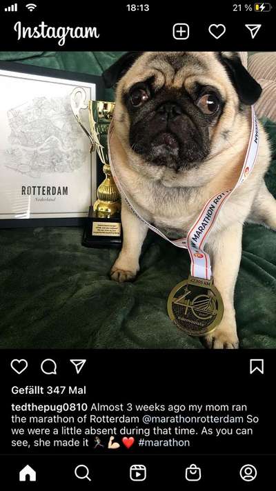 Brachycephale Hunderassen-Beitrag-Bild