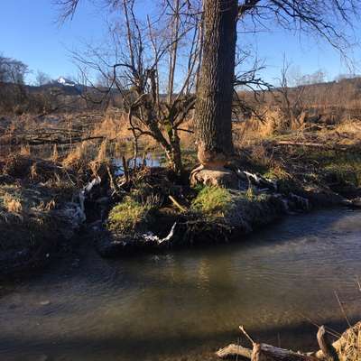 Hundeauslaufgebiet-Kleine Runde am Grüntensee-Bild