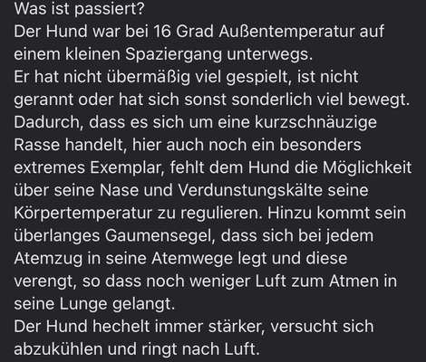 Brachycephale Hunderassen-Beitrag-Bild