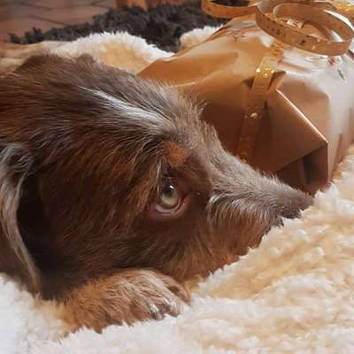 Hundetreffen-Wir suchen Spielpartner 🐾-Bild