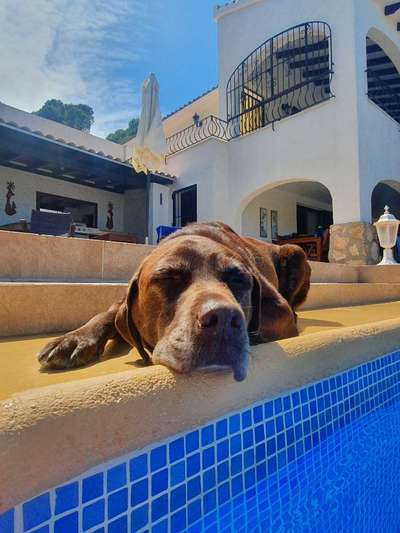 Challenge 41 - Mein Hund im Urlaub-Beitrag-Bild