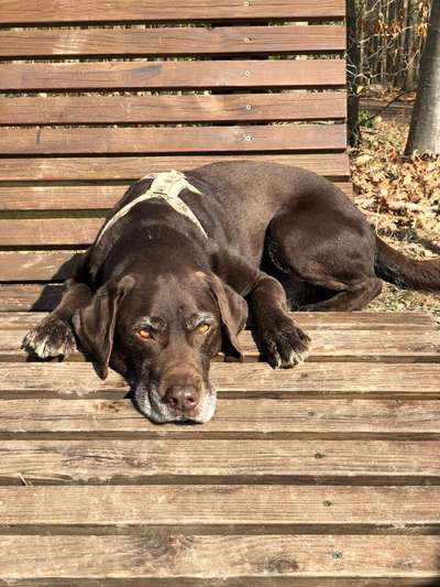 Labradorfans-Beitrag-Bild