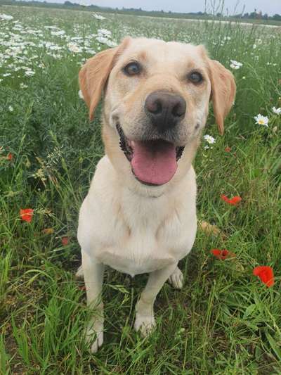 Labradorfans-Beitrag-Bild