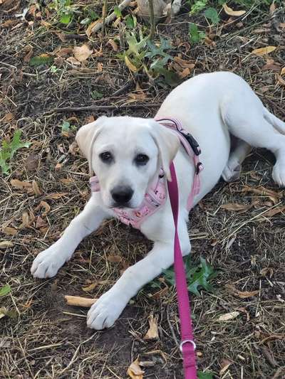 Welpen Bilder !-Beitrag-Bild