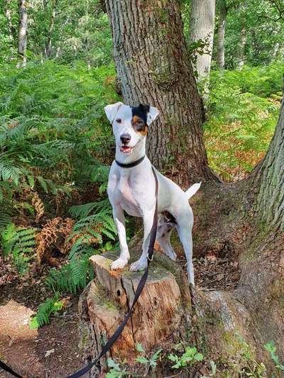 Dein Hund im Dogorama-Kalender 2021-Beitrag-Bild