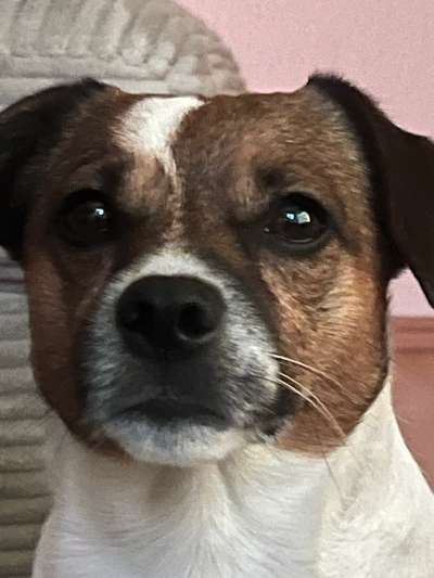 Mischlinge raten - Rätselspaß-Beitrag-Bild