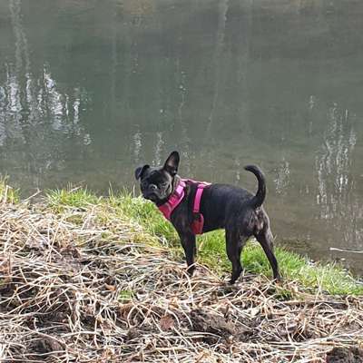 Hundetreffen-Hunderunde-Bild