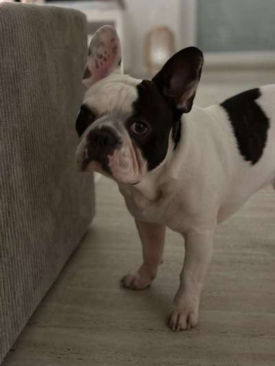 Hundetreffen-Werden uns Freuen auf eine spielrunde-Bild