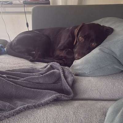 Hundetreffen-Spielpartner gesucht :)-Bild