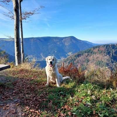 Hundetreffen-Spielrunde im Schwarzwald-Bild