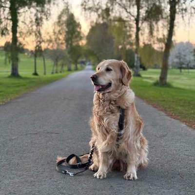 Hundetreffen-Liebe und ruhige Hunde gesucht!-Bild