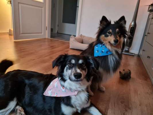Hundetreffen-Spielrunde-Bild
