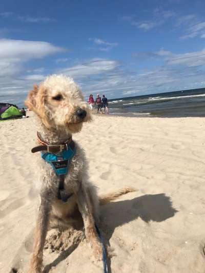 Goldendoodle-Beitrag-Bild