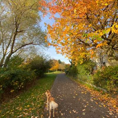 Hundetreffen-Luna braucht Freunde 🐕🦮🐕‍🦺-Bild