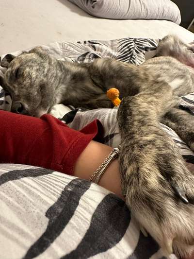 Windhunde - Treffen der besonderen Schönheiten
HERZLICH WILLKOMMEN-Beitrag-Bild