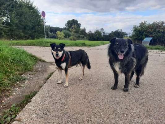 Dogorama Photo Challenge - Die besten Hundebuddys-Beitrag-Bild