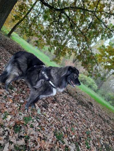 Mischlingshunde Foto Aufruf-Beitrag-Bild