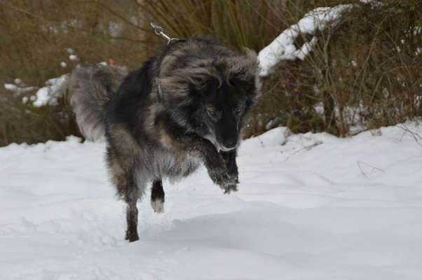 Dogorama Photo Challenge - Winterstimmung-Beitrag-Bild