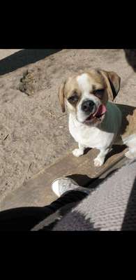 Lustigsten Grimassen von euren Hunden-Beitrag-Bild