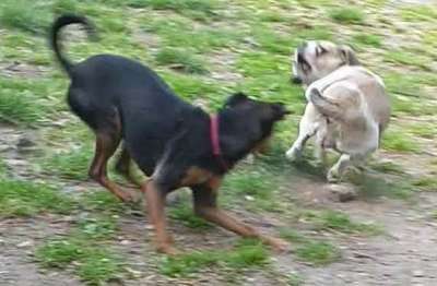 Lustigsten Grimassen von euren Hunden-Beitrag-Bild