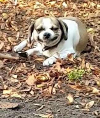 Lustigsten Grimassen von euren Hunden-Beitrag-Bild