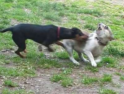 Lustigsten Grimassen von euren Hunden-Beitrag-Bild