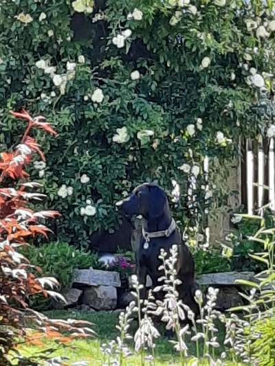 Die Dogorama Monats Challenge "Es grünt und blüht"-Beitrag-Bild