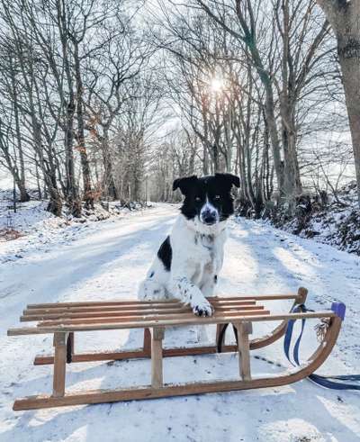 Handyfoto Challange  - Winter,Schnee-Beitrag-Bild