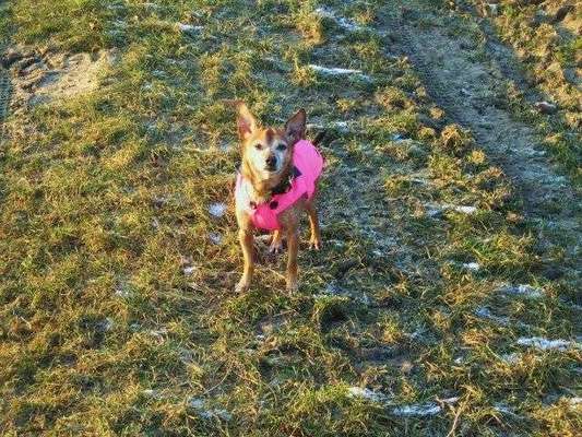 Kleidung für Hunde-Beitrag-Bild